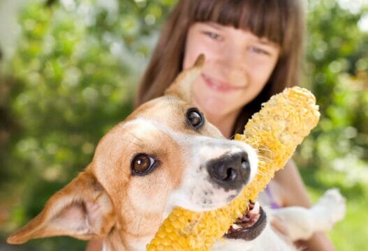 I cani possono mangiare il mais? La risposta non è così semplice come potresti pensare