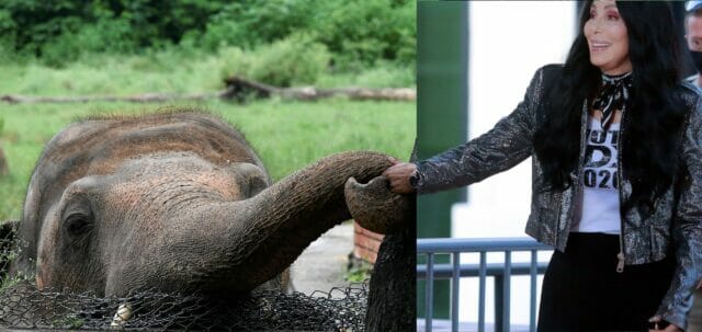 Cher sta salvando “l’elefante più solitario” del mondo dallo zoo in Pakistan